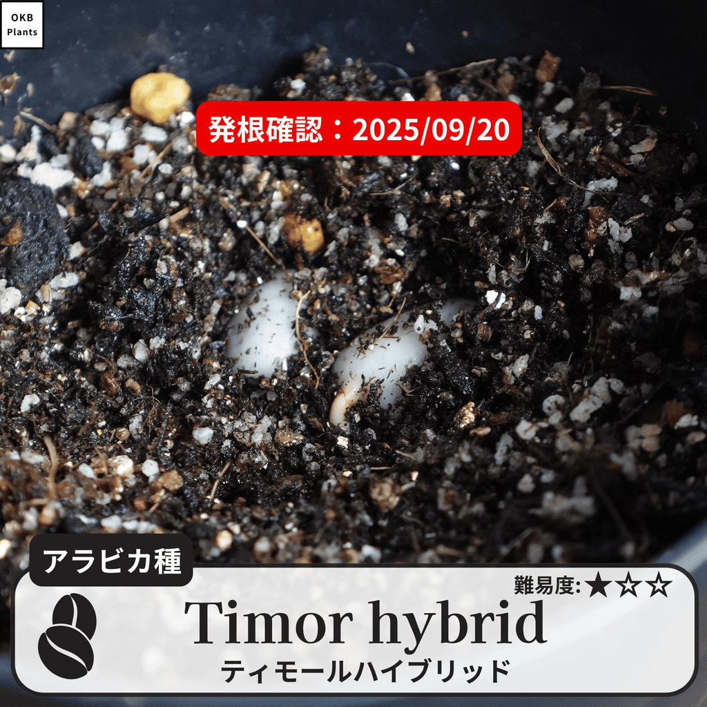 ティモールハイブリッド(timor hybrid)の発根確認
