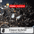 ティモールハイブリッド(timor hybrid)の発根確認