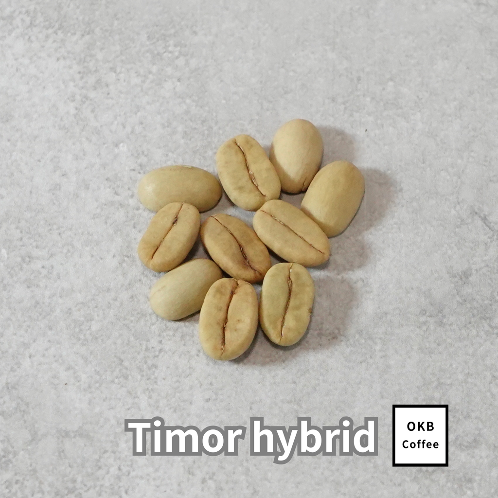 コーヒーの木の種子 ティモールハイブリッド品種 10粒