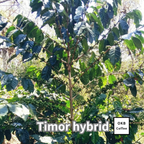 コーヒーの木の種子 ティモールハイブリッド品種 10粒