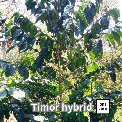 コーヒーの木の種子 ティモールハイブリッド品種 10粒