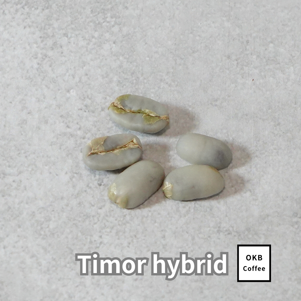 コーヒーの木の種子 ティモールハイブリッド品種 10粒