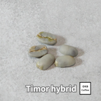 コーヒーの木の種子 ティモールハイブリッド品種 10粒