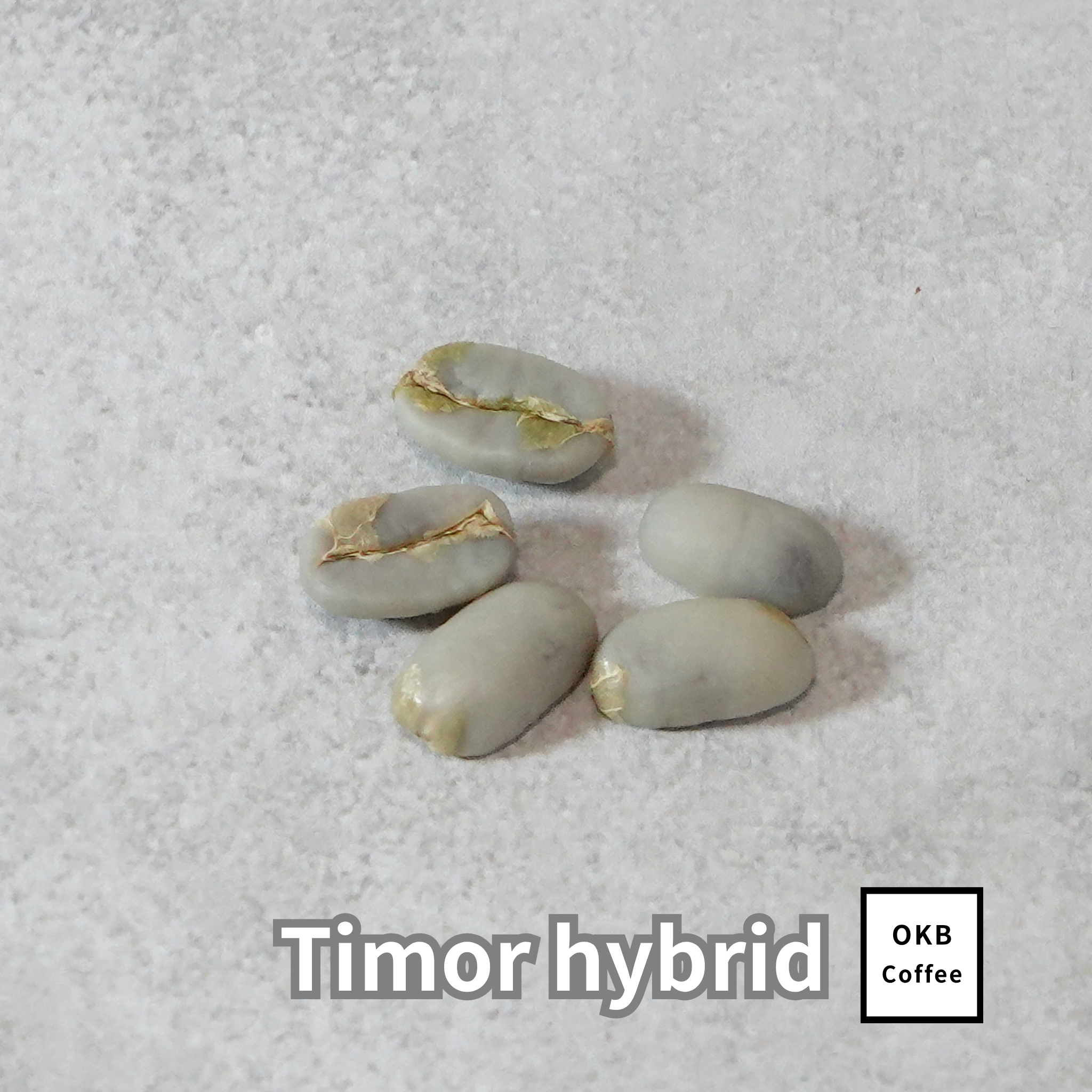 コーヒーの木の種子 ティモールハイブリッド品種 10粒