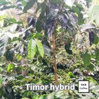 コーヒーの木の種子 ティモールハイブリッド品種 10粒