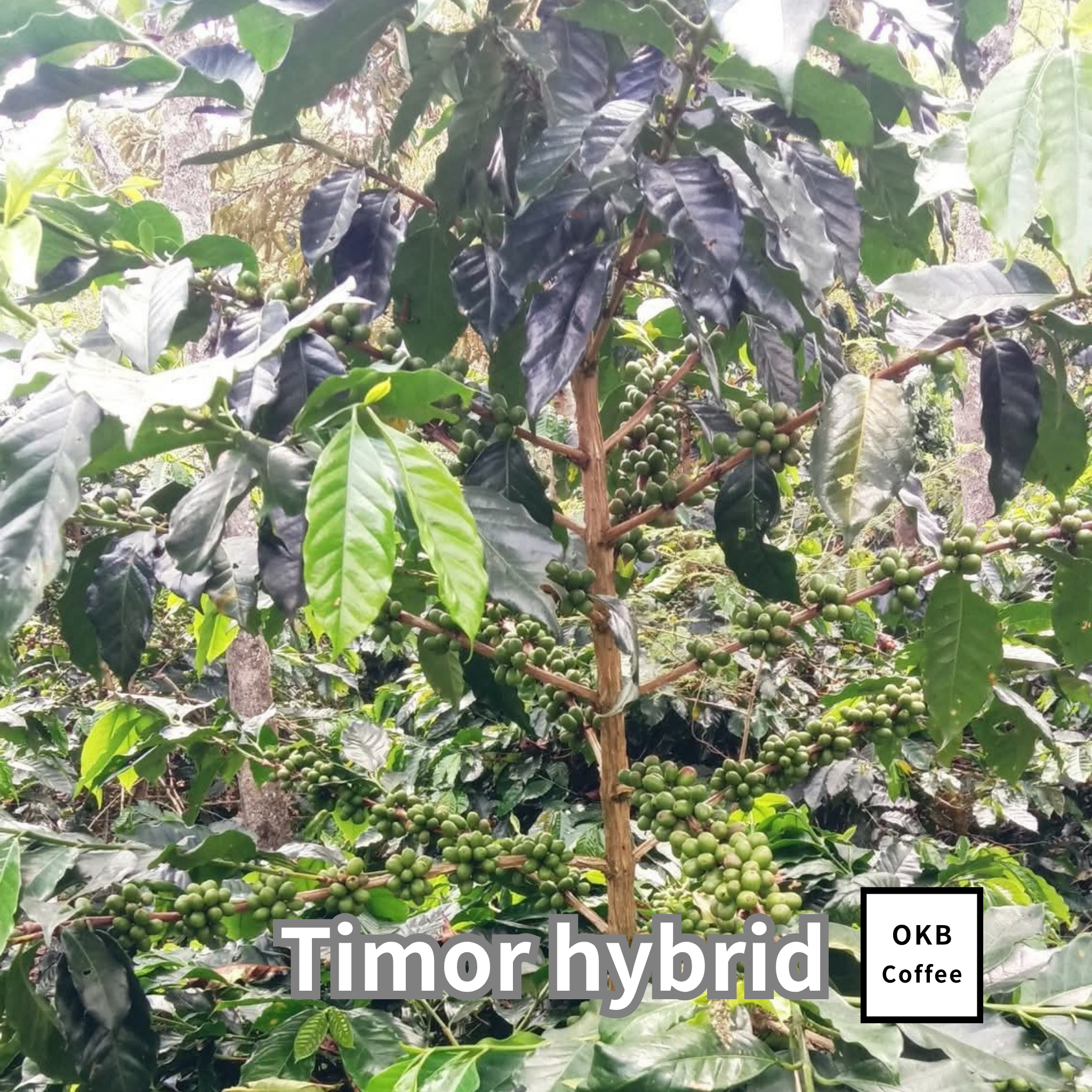 コーヒーの木の種子 ティモールハイブリッド品種 10粒