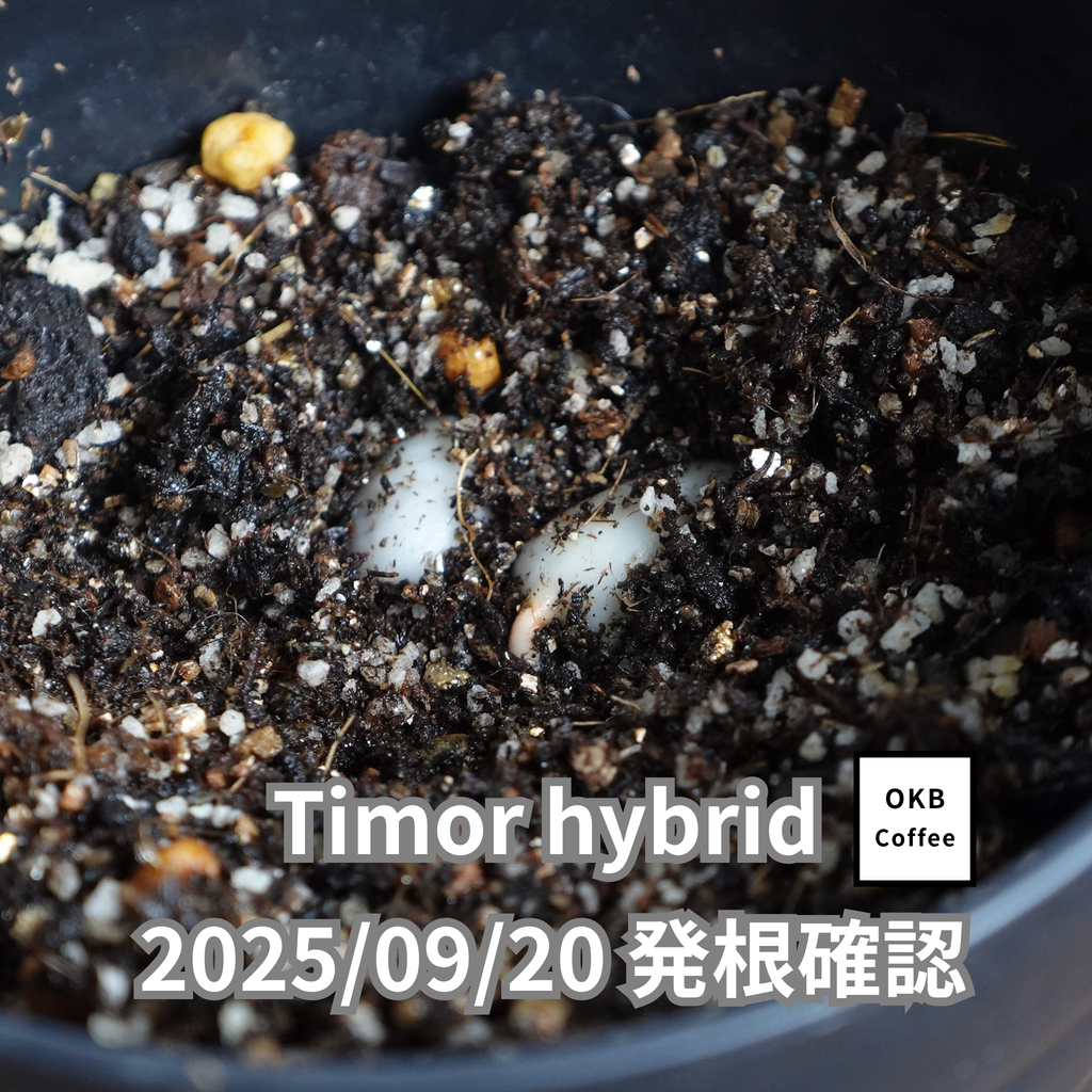 コーヒーの木の種子 ティモールハイブリッド品種 10粒