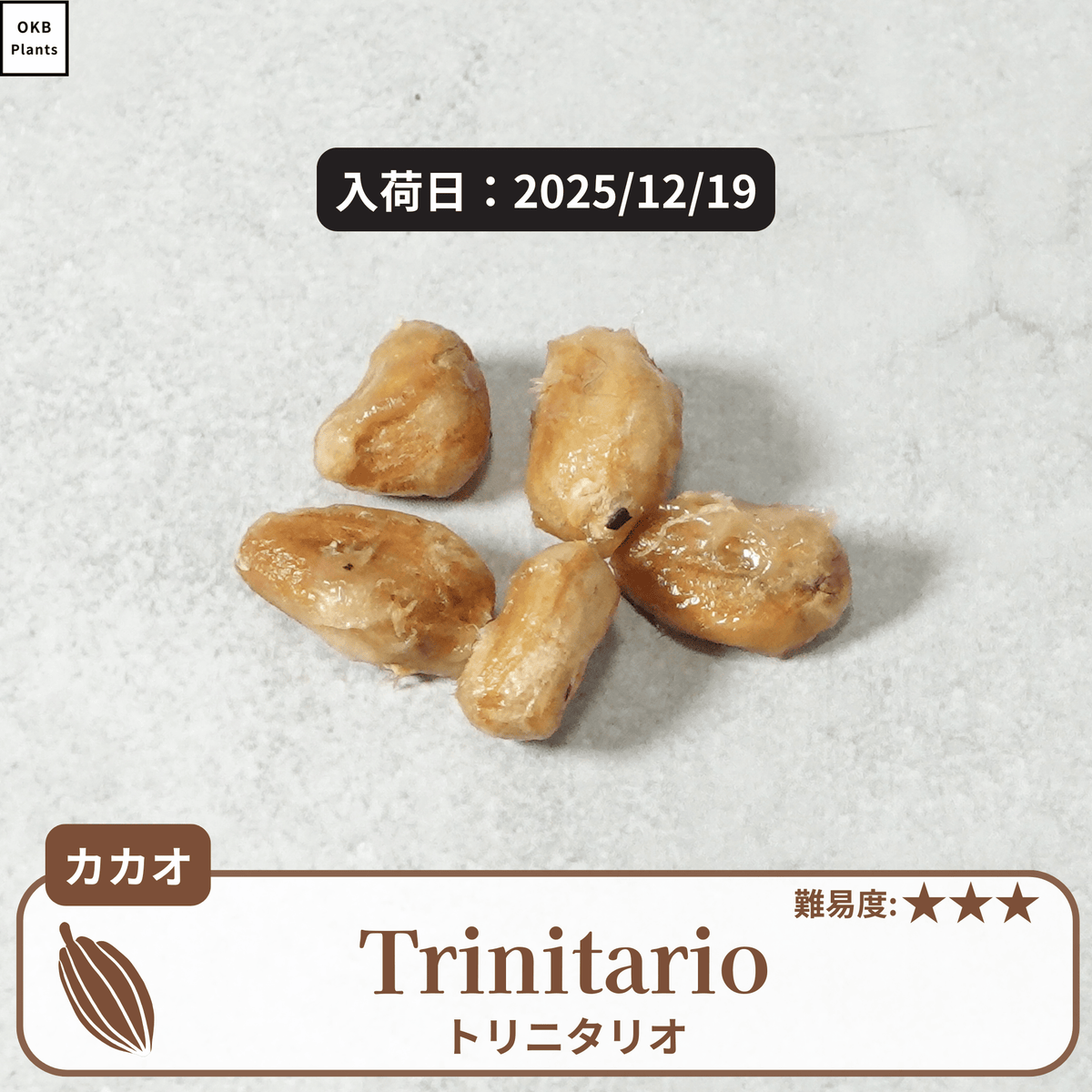 トリニタリオ種 カカオの種子 5粒 – OKB Plants
