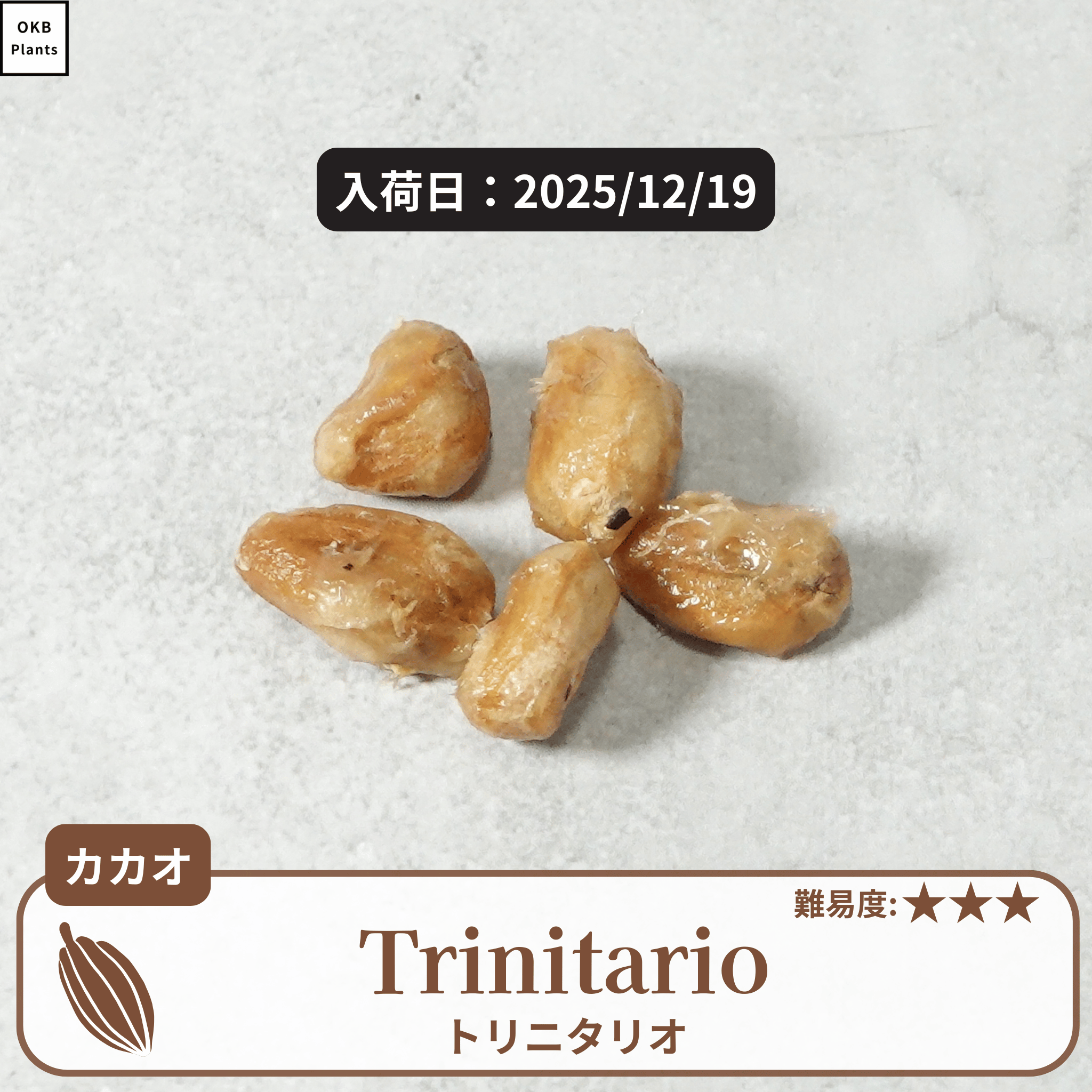 トリニタリオの種子