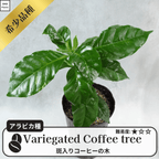 斑入りコーヒーの木