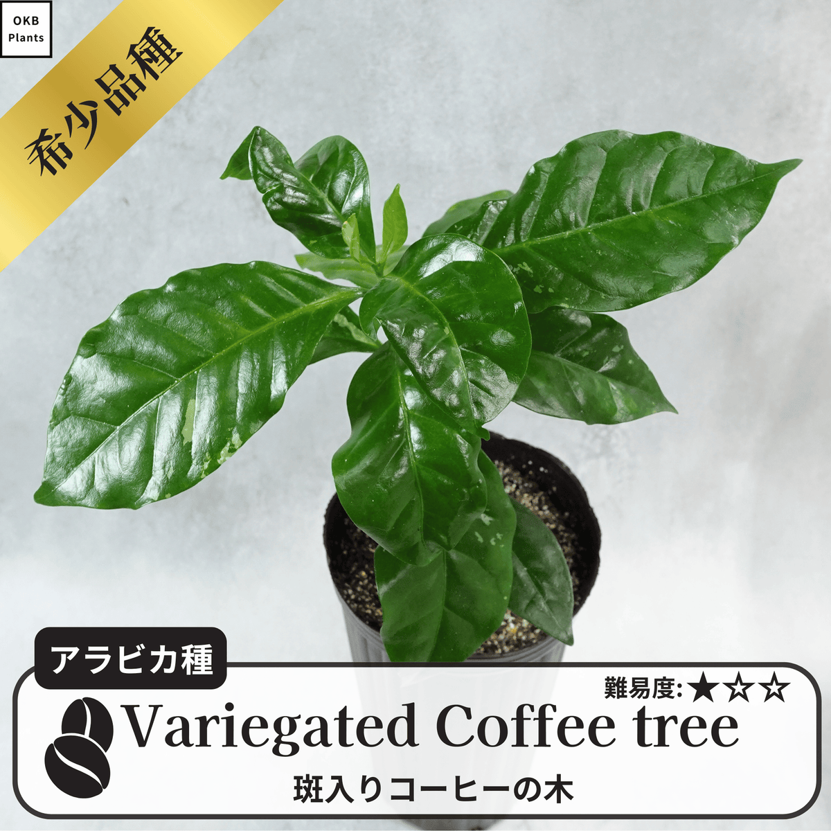 斑入りコーヒーの木