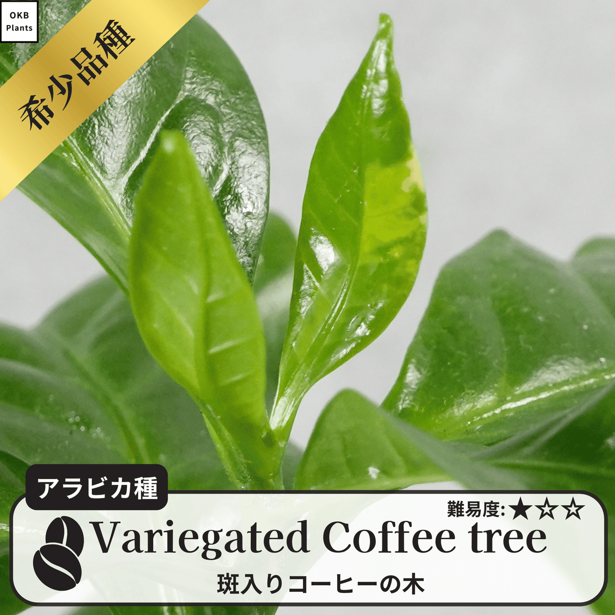 斑入りコーヒーの木
