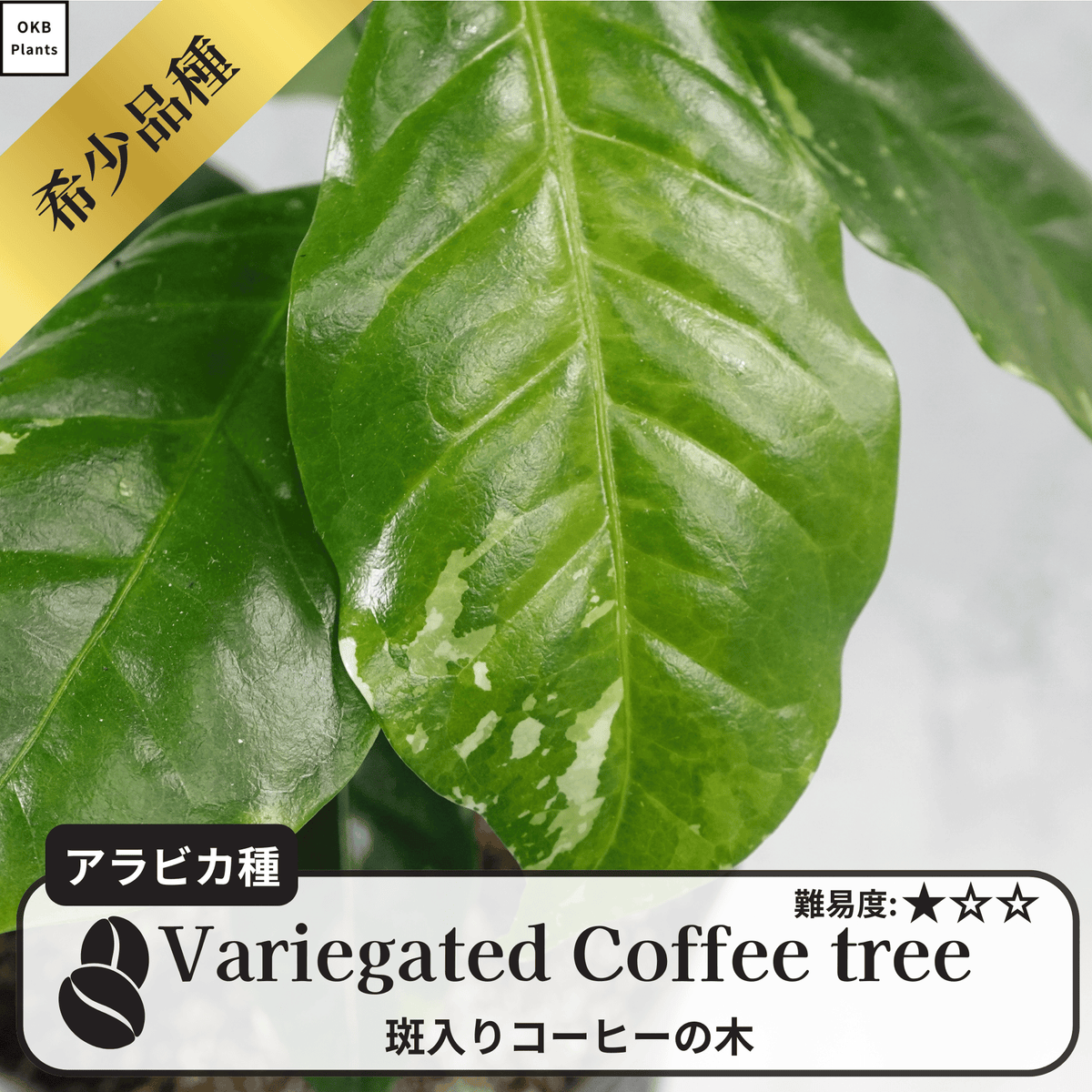 斑入りコーヒーの木