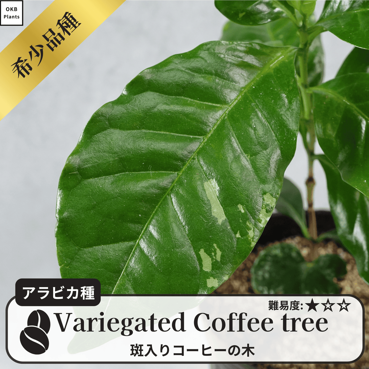 斑入りコーヒーの木