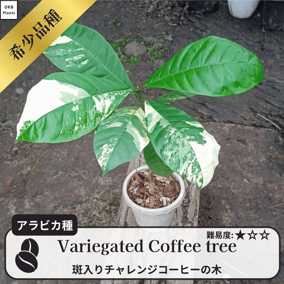 斑入りチャレンジ コーヒーの木の種子 10粒 – OKB Plants 斑入りチャレンジ コーヒーの木の種子 10粒 – OKB Plants