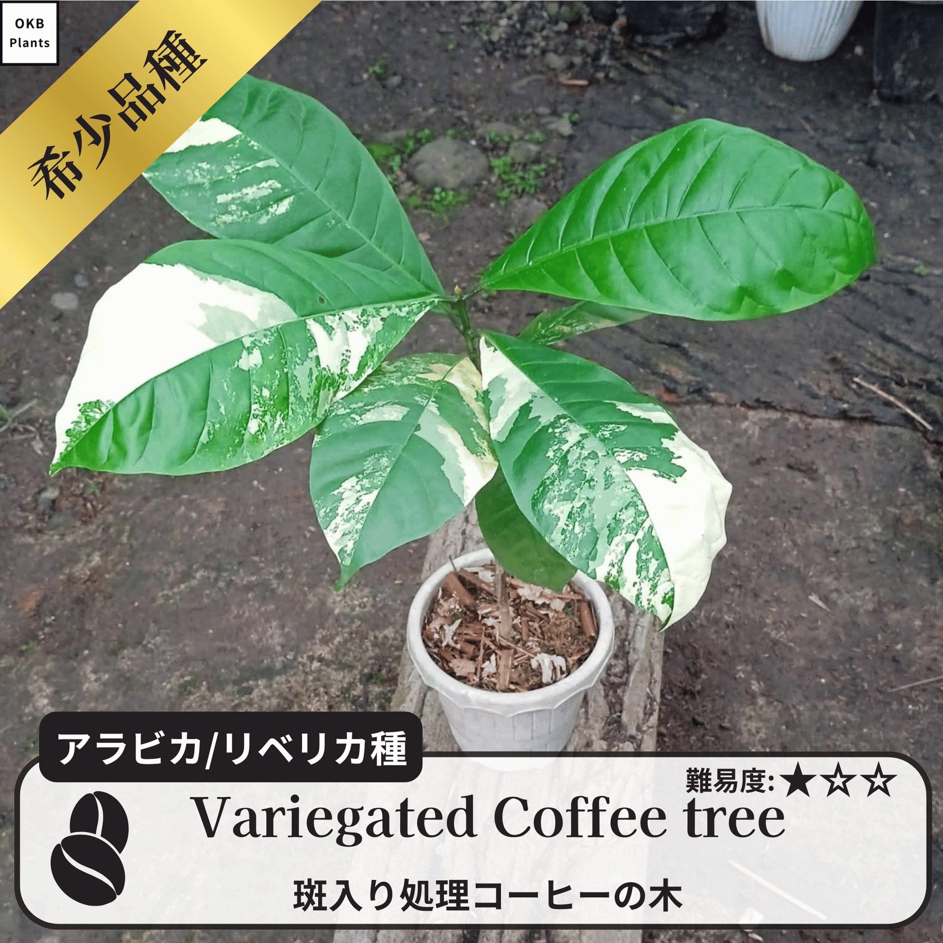 斑入り処理 コーヒーの木の種子 10粒 – OKB Plants