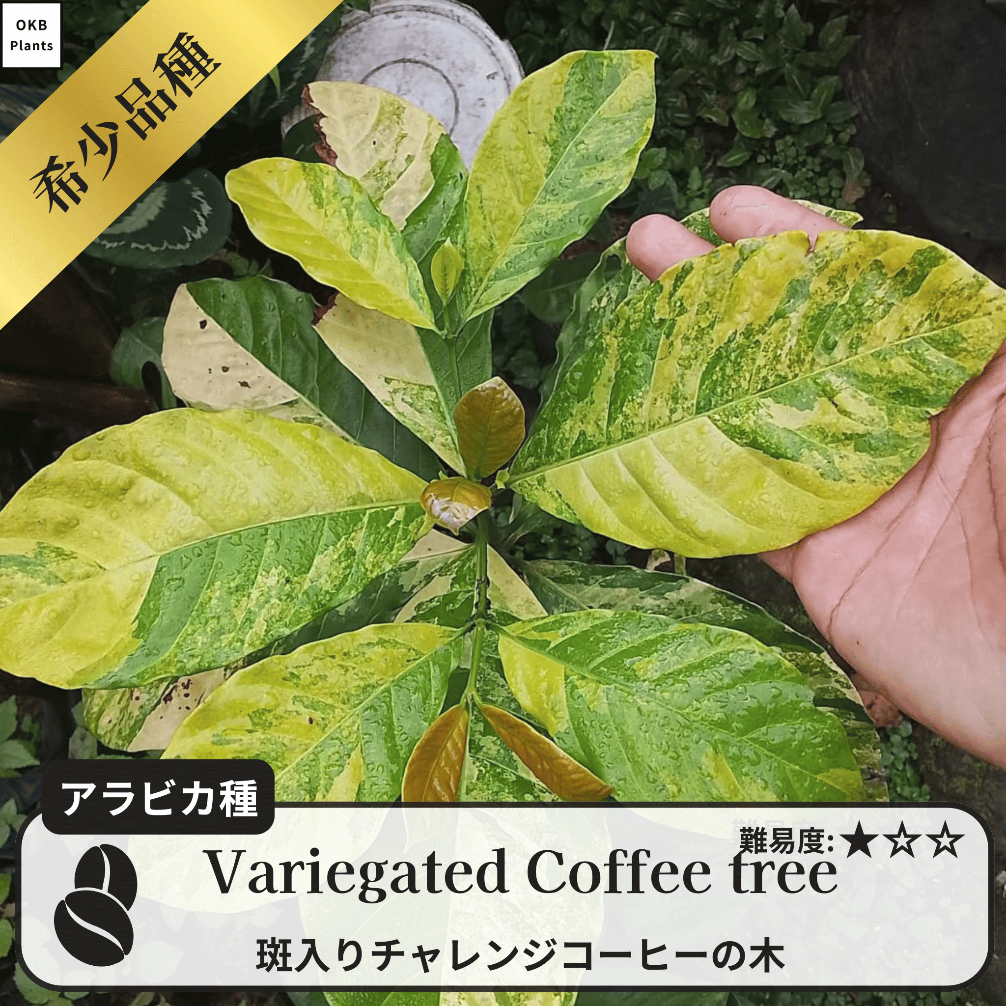 斑入りチャレンジ コーヒーの木の種子 10粒 – OKB Plants 斑入りチャレンジ コーヒーの木の種子 10粒 – OKB Plants