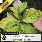斑入りのコーヒーの木