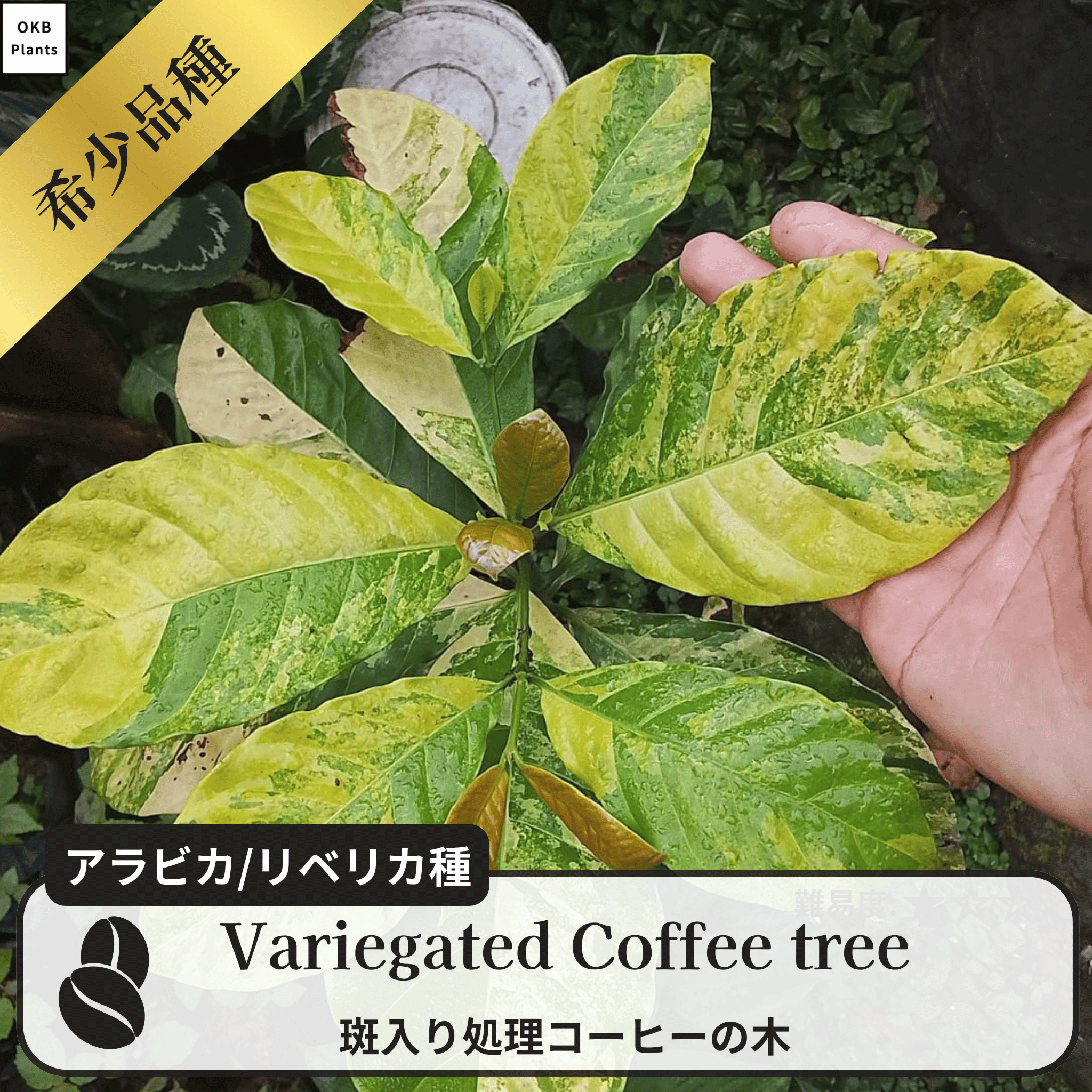 斑入りのコーヒーの木