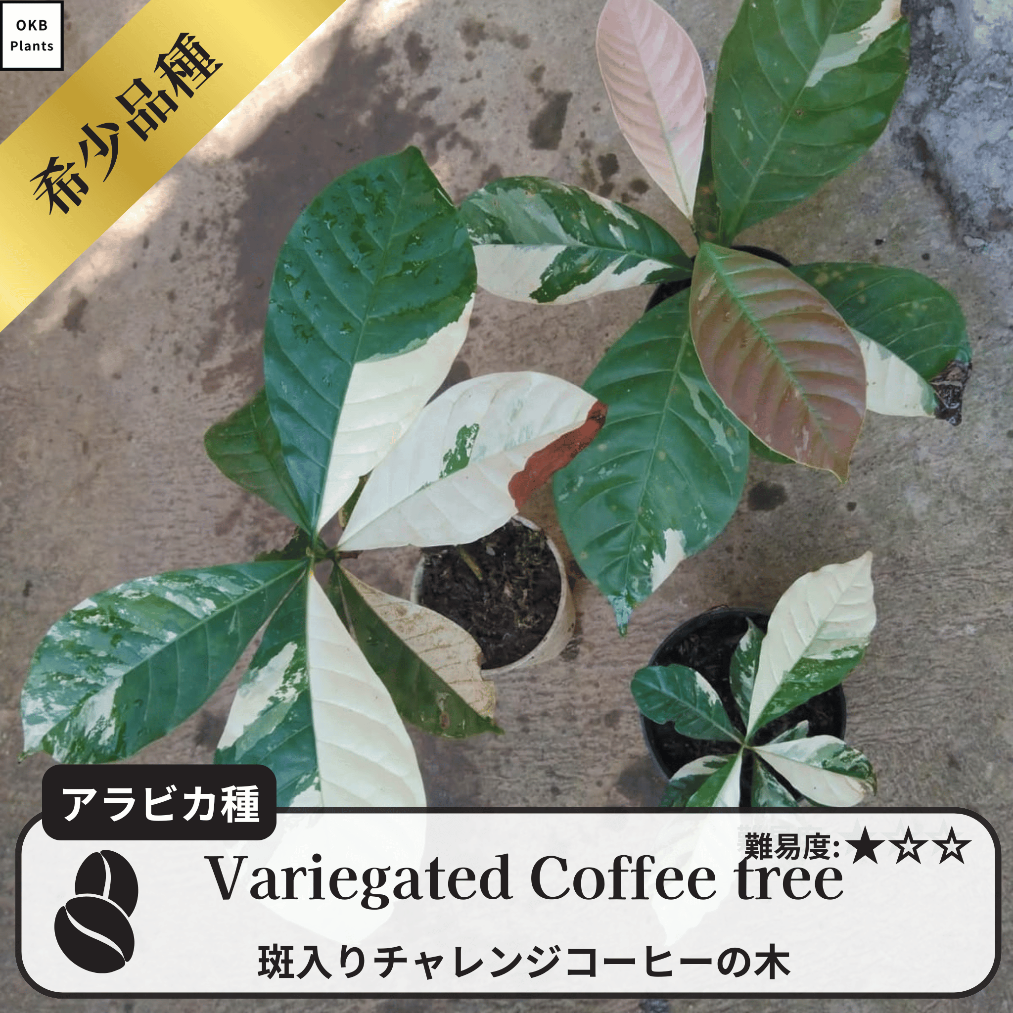 斑入りチャレンジ コーヒーの木の種子 10粒 – OKB Plants 斑入りチャレンジ コーヒーの木の種子 10粒 – OKB Plants