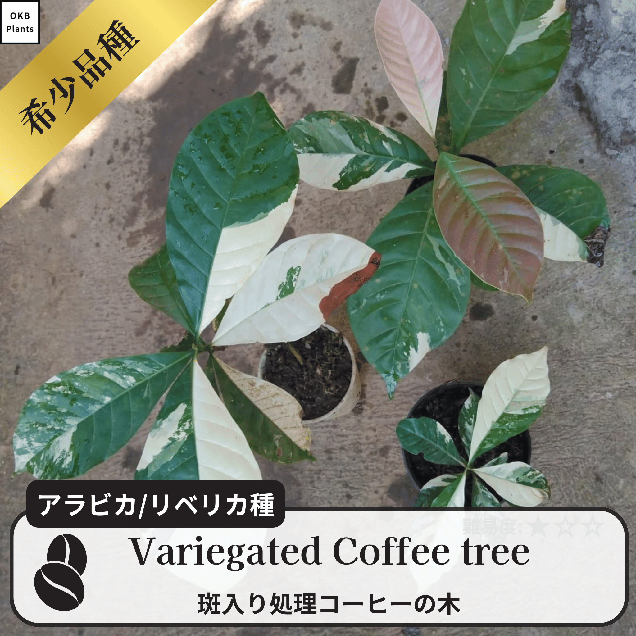 斑入り処理 コーヒーの木の種子 10粒 – OKB Plants 斑入り処理 コーヒーの木の種子 10粒 – OKB Plants