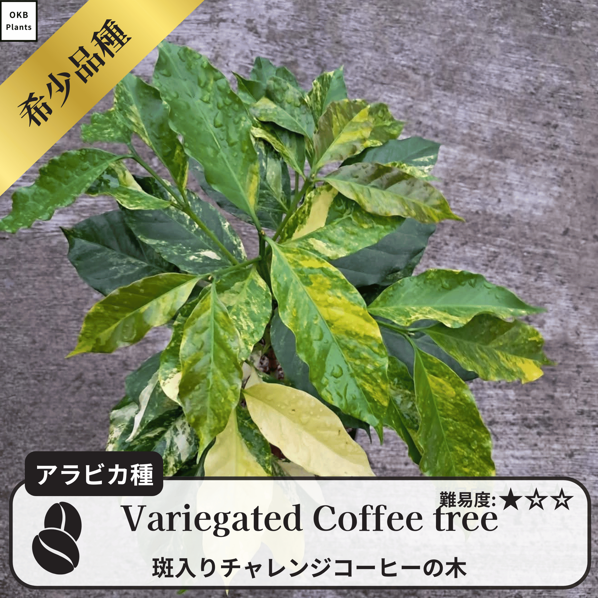 斑入りチャレンジ コーヒーの木の種子 10粒 – OKB Plants 斑入りチャレンジ コーヒーの木の種子 10粒 – OKB Plants