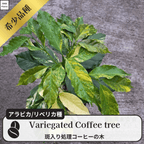 斑入りのコーヒーの木