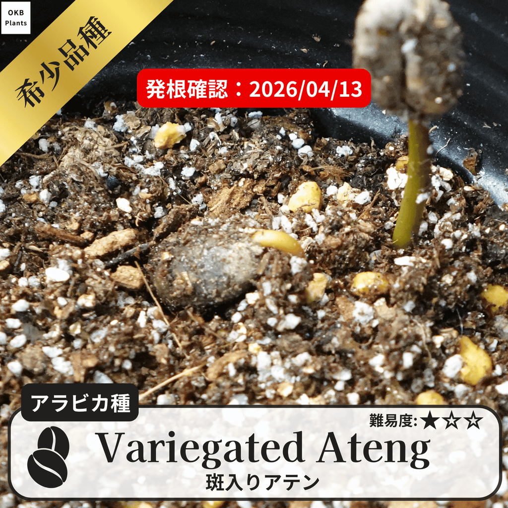 斑入りのコーヒーの木