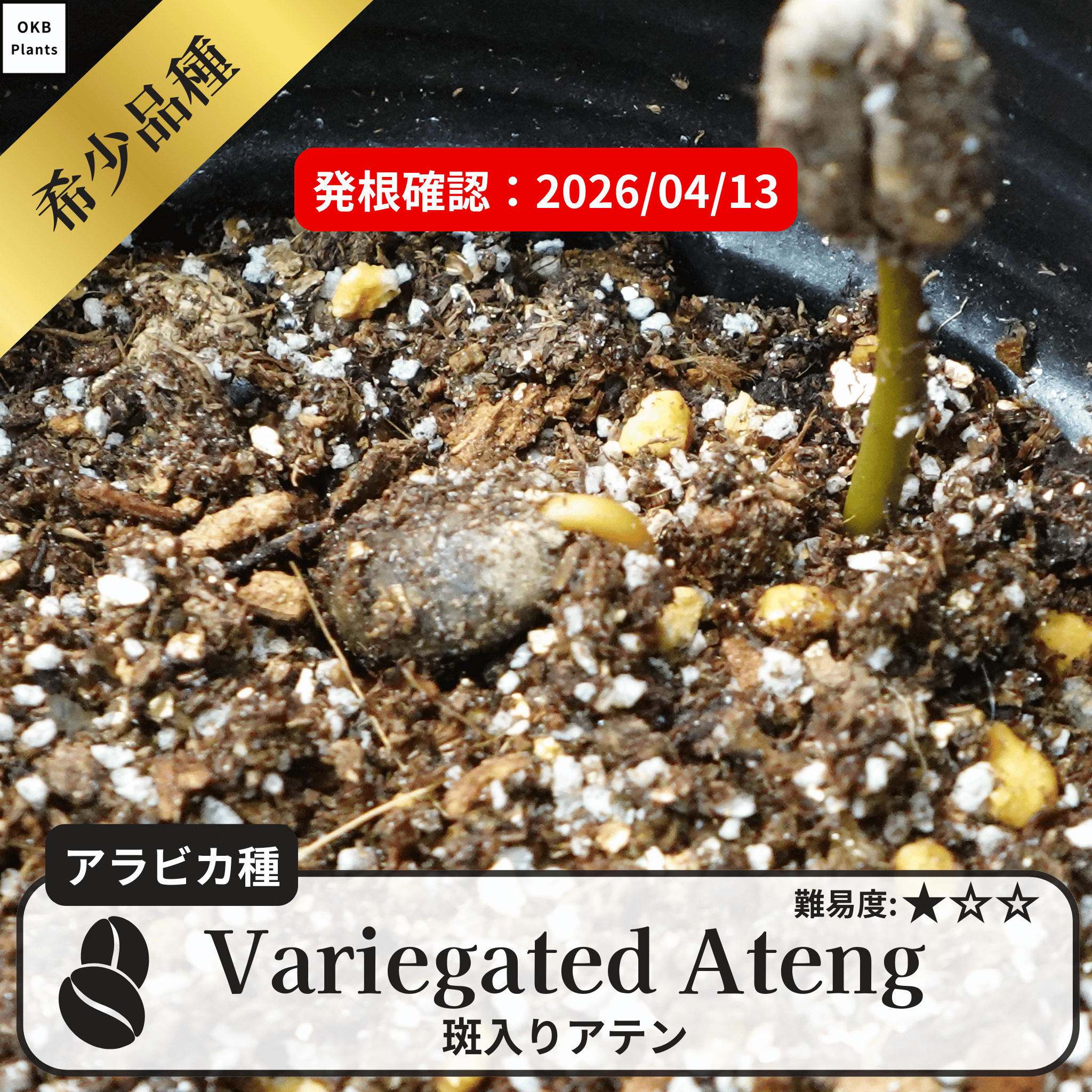 斑入りのコーヒーの木