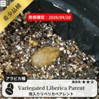 斑入りのコーヒーの木の発根試験
