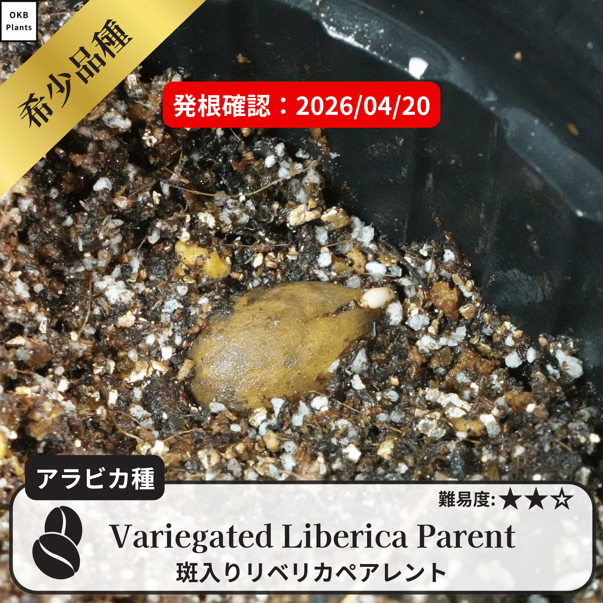 斑入り処理 コーヒーの木の種子 10粒