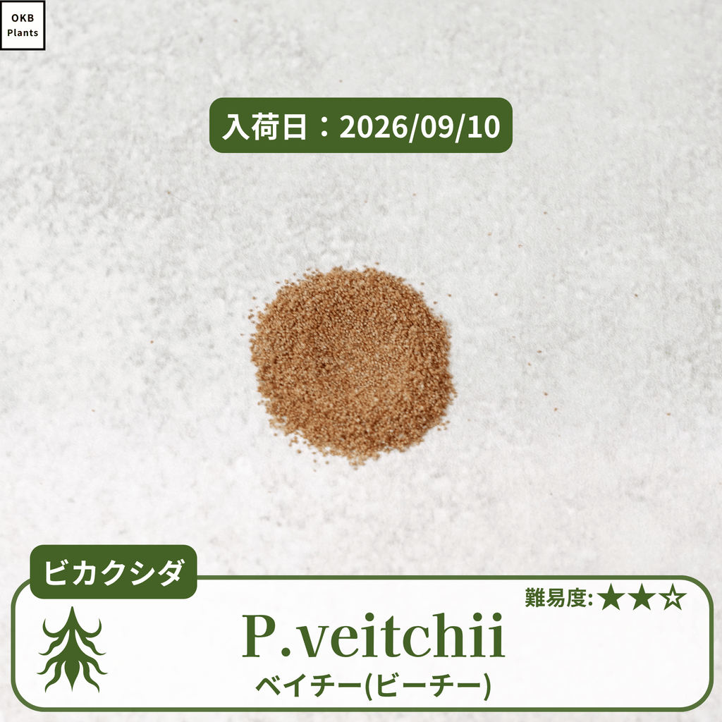 ビカクシダベイチー・ビーチー(P.veitchii)の胞子