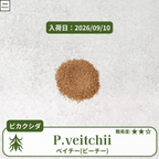 ビカクシダベイチー・ビーチー(P.veitchii)の胞子