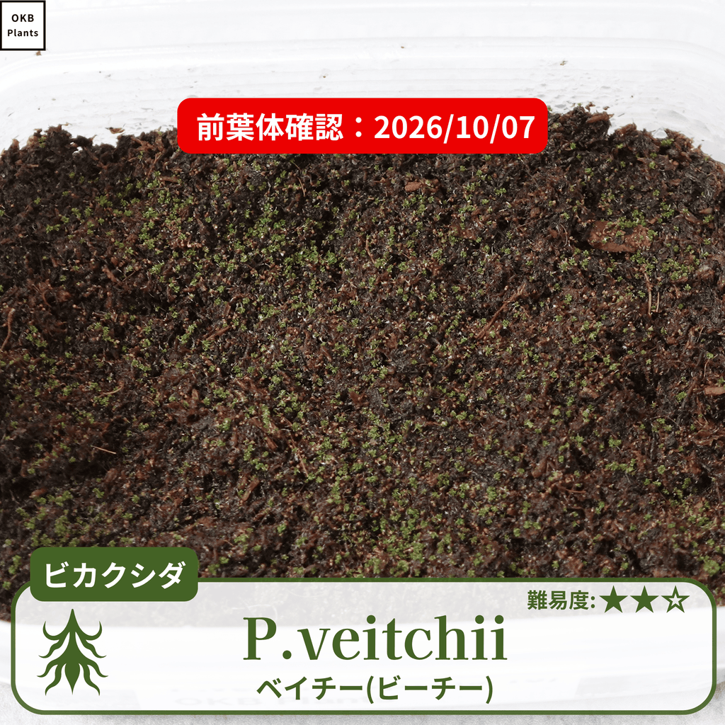 ビカクシダベイチー・ビーチー(P.veitchii)の胞子の発芽確認