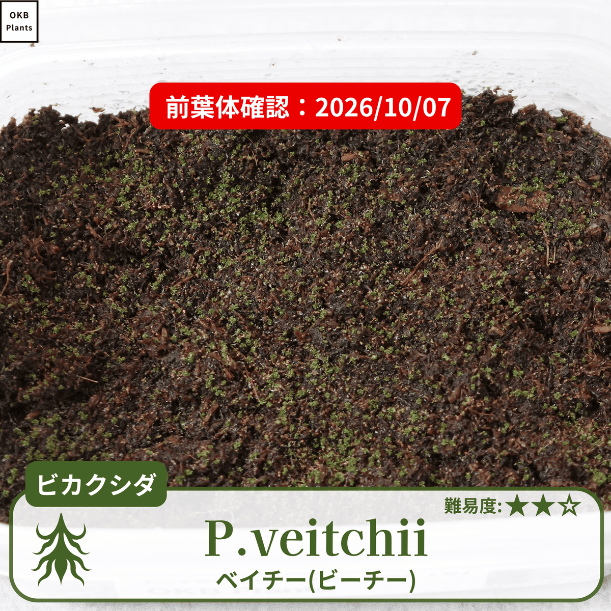 ビカクシダベイチー・ビーチー(P.veitchii)の胞子の発芽確認