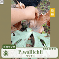 ビカクシダワリチー(P.wallichii)の胞子
