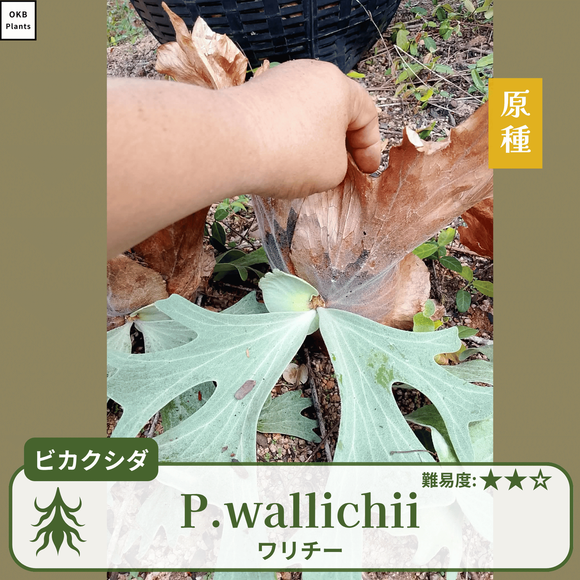 P.wallichii　ビカクシダ　ワリチー 発芽確認済】ビカクシダ ワリチーの胞子 (Platycerium wallichii