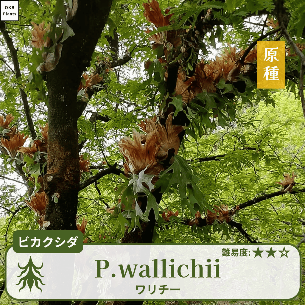 ビカクシダワリチー(P.wallichii)の胞子