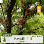 ビカクシダワリチー(P.wallichii)の胞子