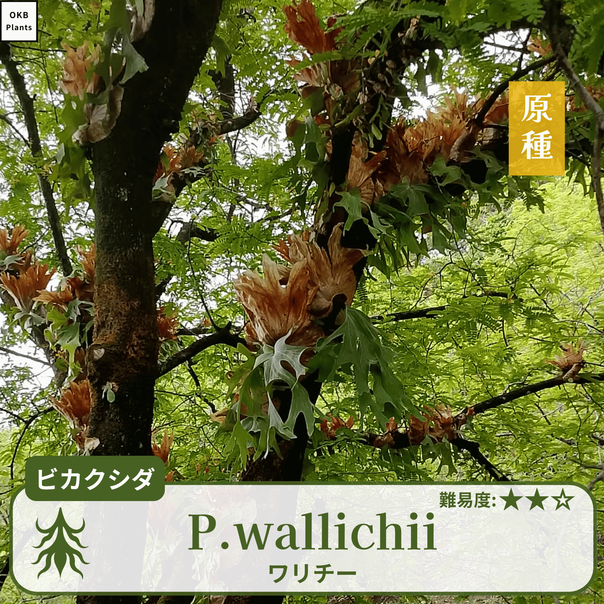 ビカクシダワリチー(P.wallichii)の胞子