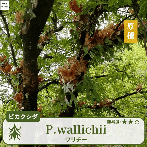 ビカクシダワリチー(P.wallichii)の胞子