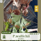 ビカクシダワリチー(P.wallichii)の胞子