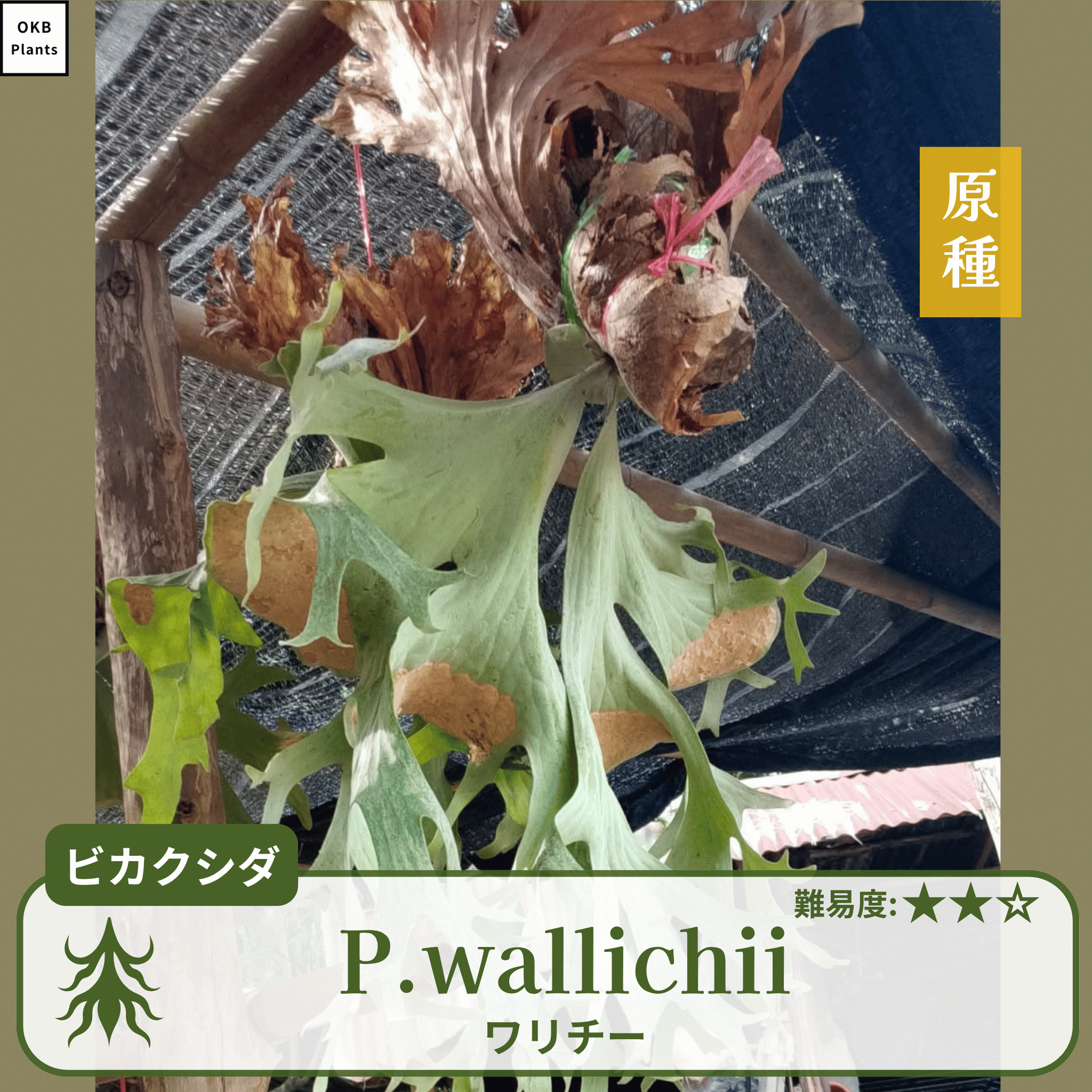 ビカクシダワリチー(P.wallichii)の胞子