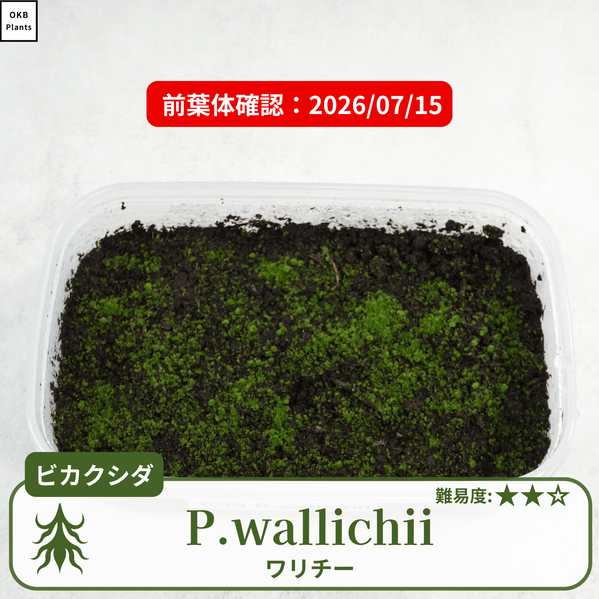 ビカクシダワリチー(P.wallichii)の前葉体