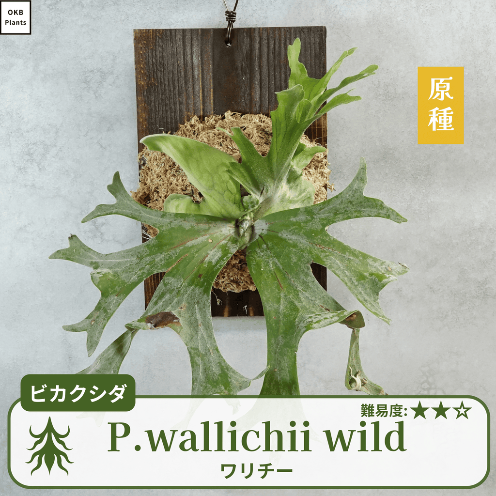 ワリチーワイルド