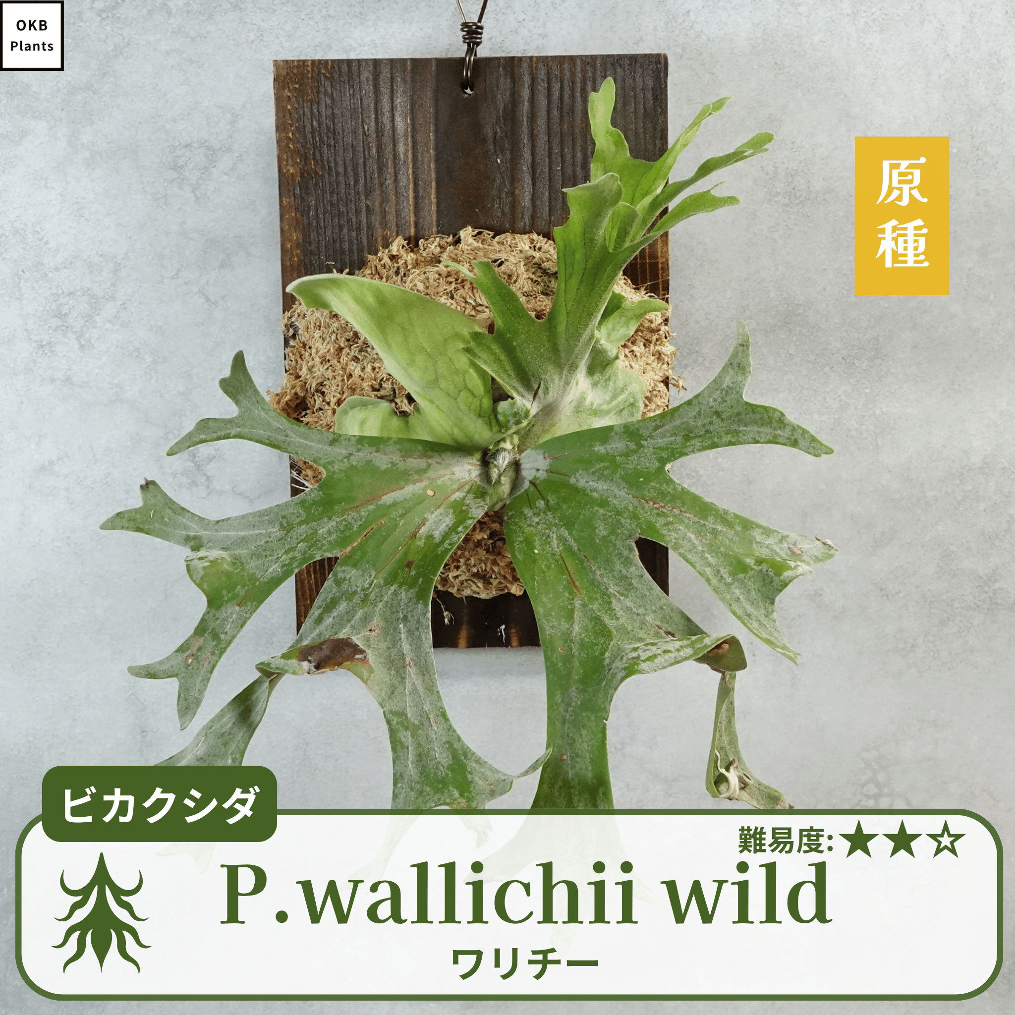 ワリチーワイルド