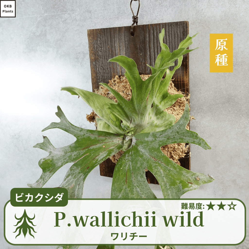 ワリチーワイルド
