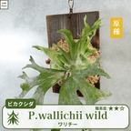 ワリチーワイルド
