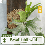 ワリチーワイルド