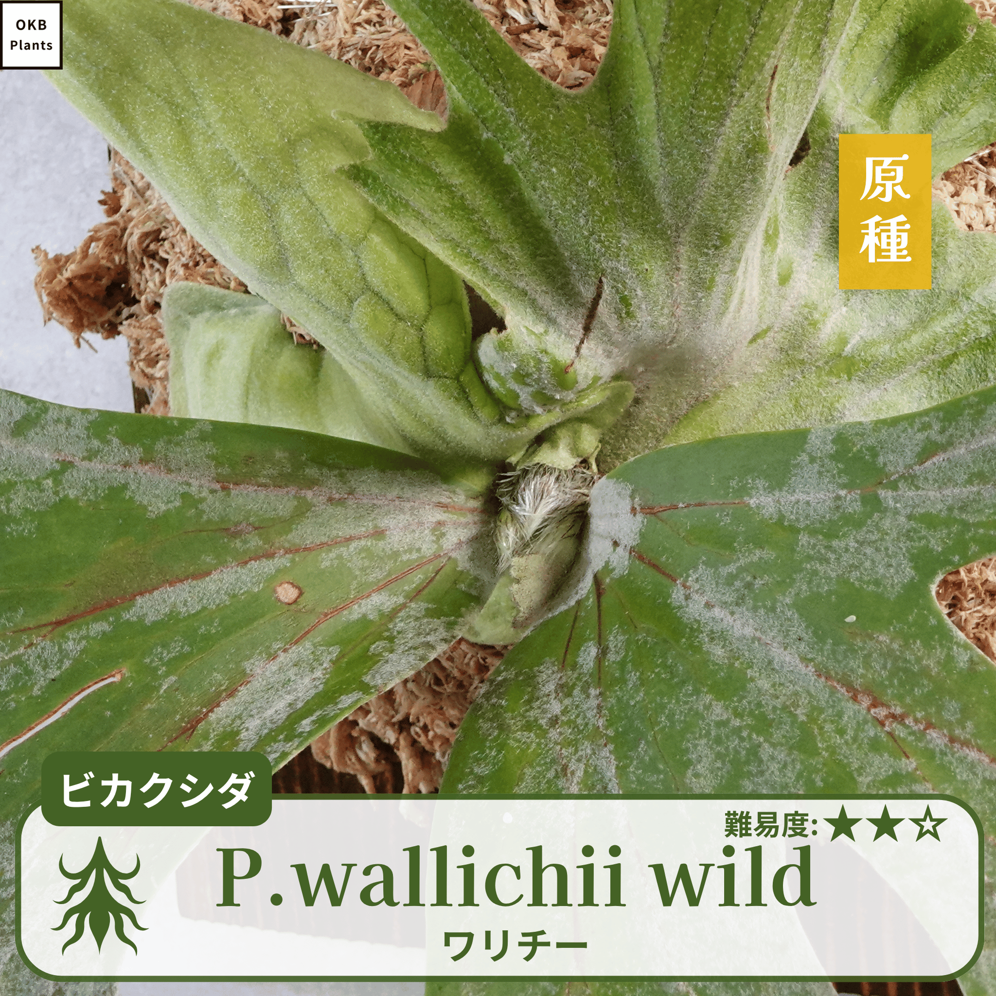 ワリチーワイルド